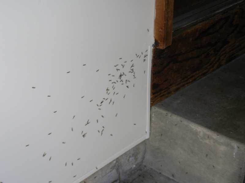 termites inside swarming help pests garden isoptera gardening